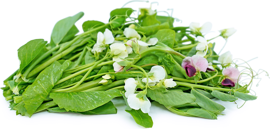 Pea Tendril Blossoms picture