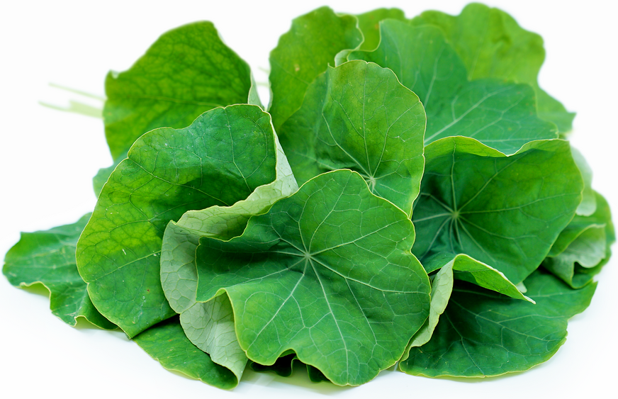 recipes leaf yam Leaves Nasturtium Recipes Facts Information, and