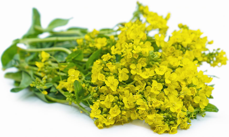 Bok Choy Flowers picture