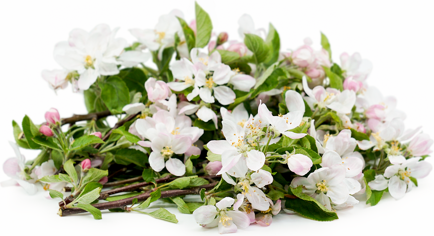 Apple Blossoms picture