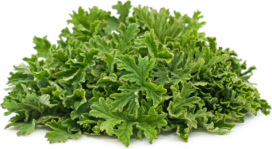 Rose Geranium Leaves Information and Facts