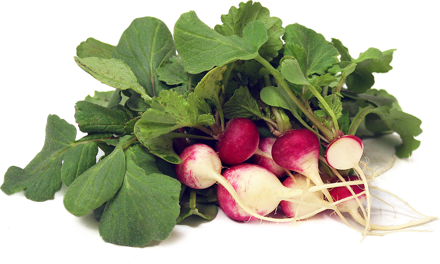 Sparkler Radish picture