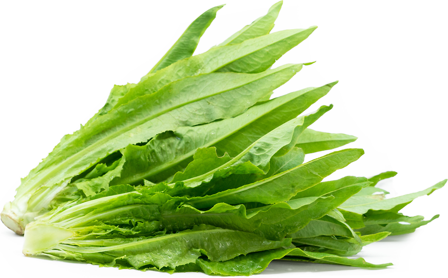 Sword Lettuce picture