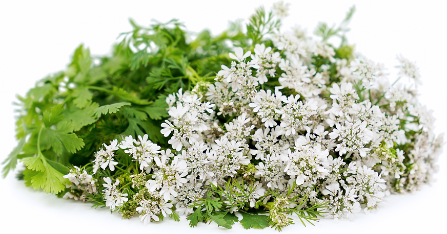 Cilantro Flowers picture