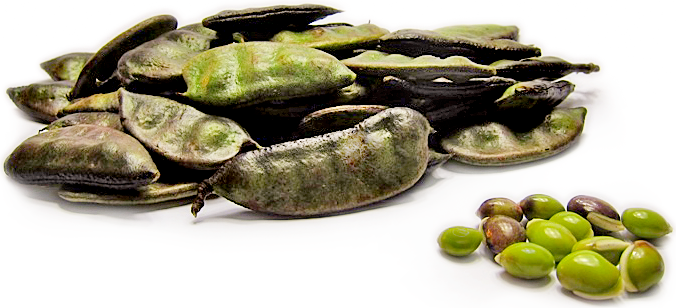 Hyacinth Shelling  Beans picture