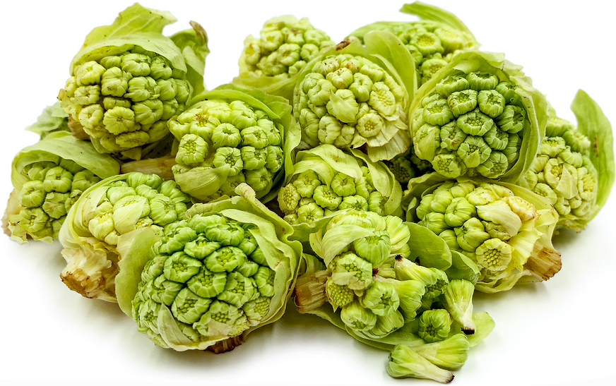 Butterbur Sprout picture
