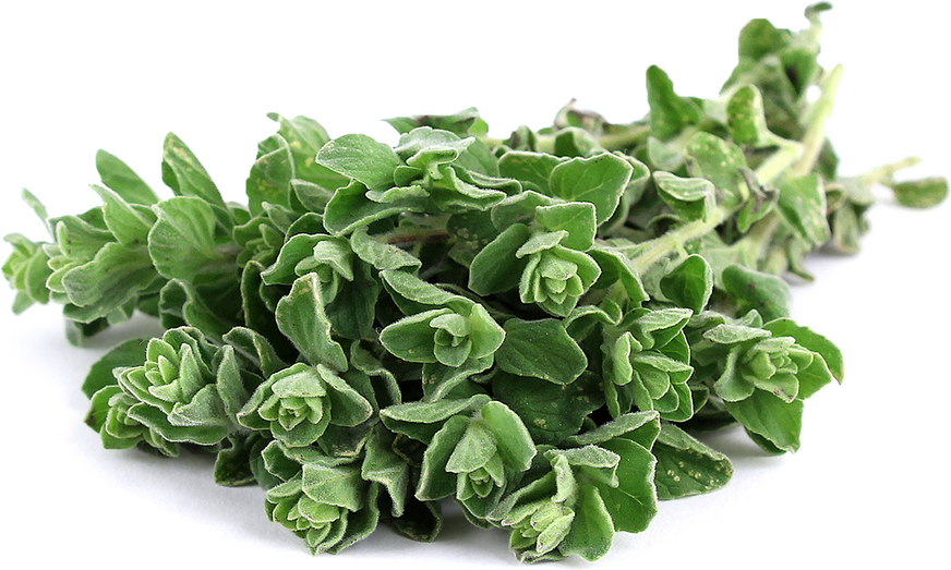 Syrian Oregano picture