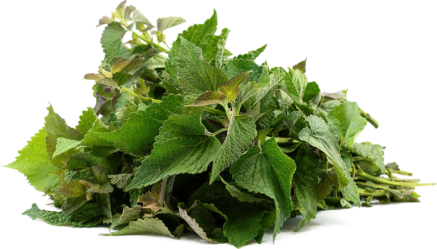 Anise Hyssop picture