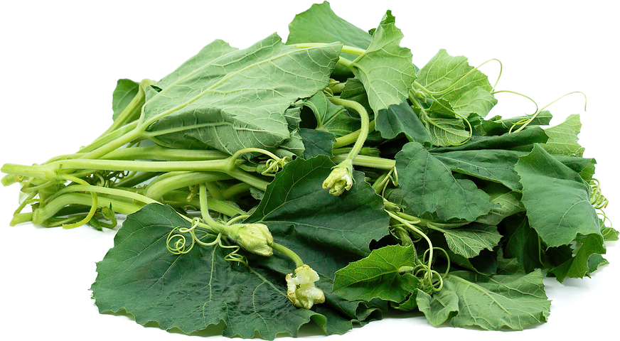 Squash Leaves Information and Facts