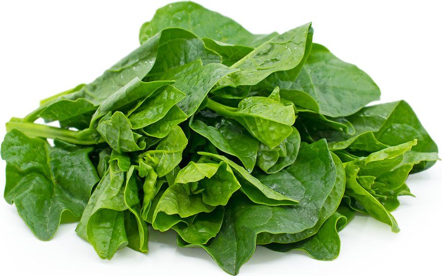 Malabar Spinach picture