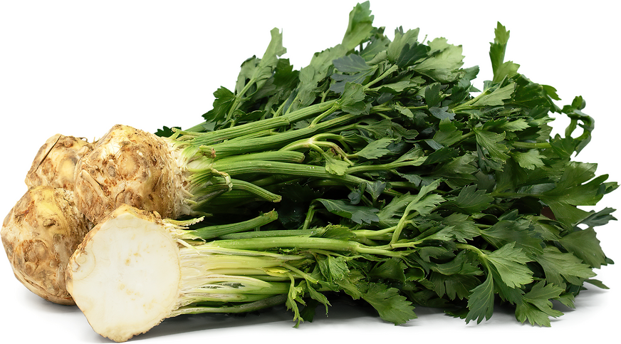 Celery Root Information Recipes And Facts