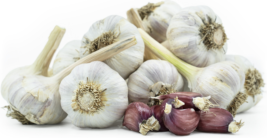 Spanish Roja Garlic picture