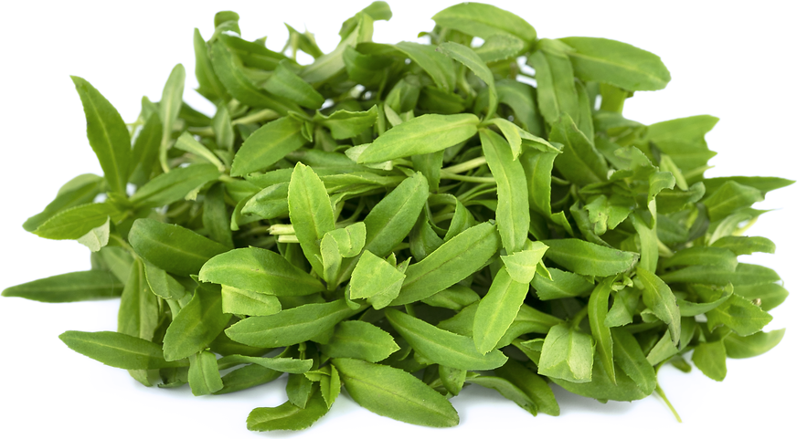 Micro Spanish Tarragon picture