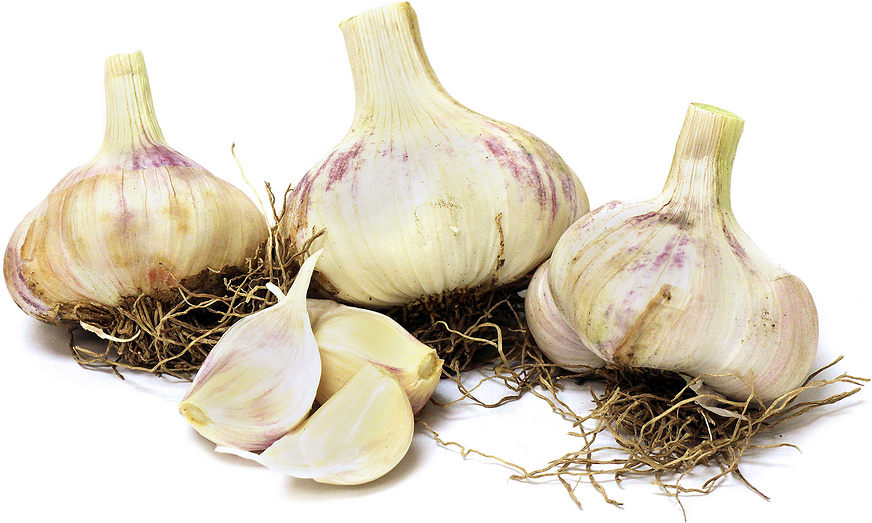 Red Toch Garlic picture