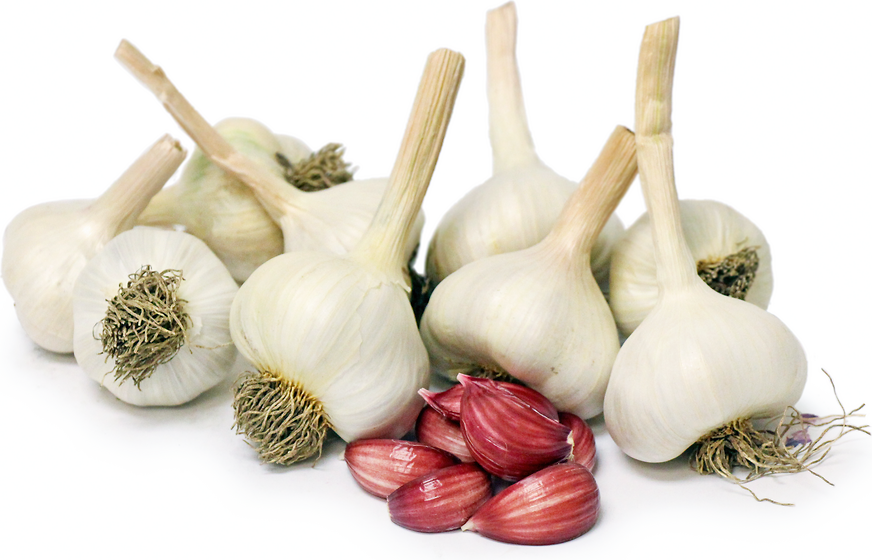 Sonoran Garlic picture