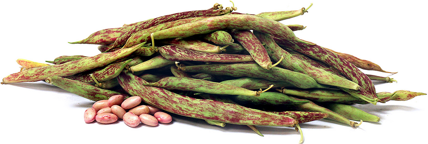 Cranberry Shelling Beans picture