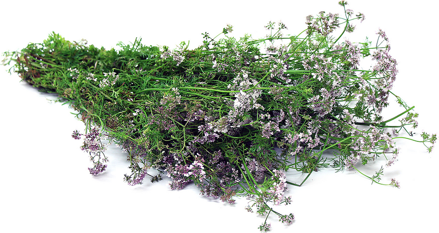 Cilantro Flowers Information and Facts