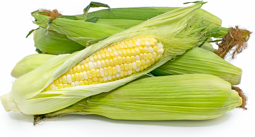 Bi Color Corn picture