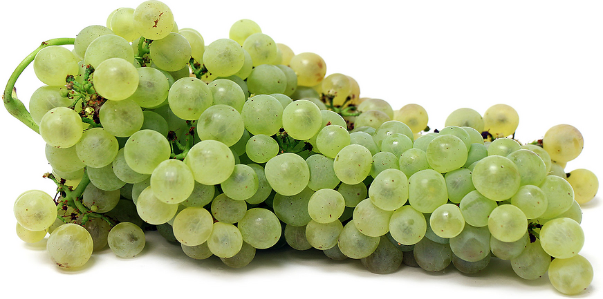 Chasselas Dore Grapes picture