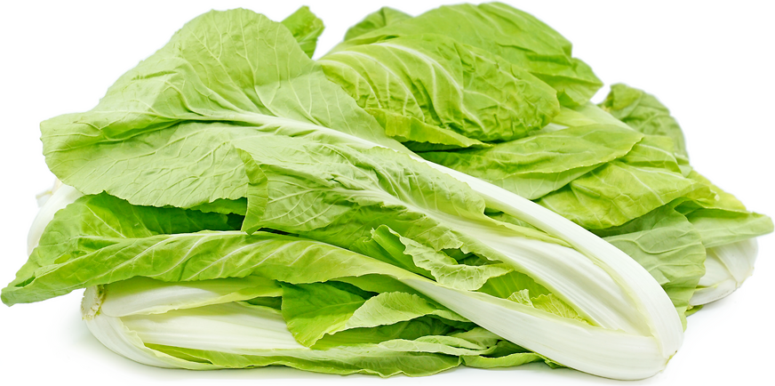Taiwanese Bok Choy picture