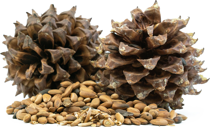 What Is The Source Of Pine Nuts at Derrick Brooks blog