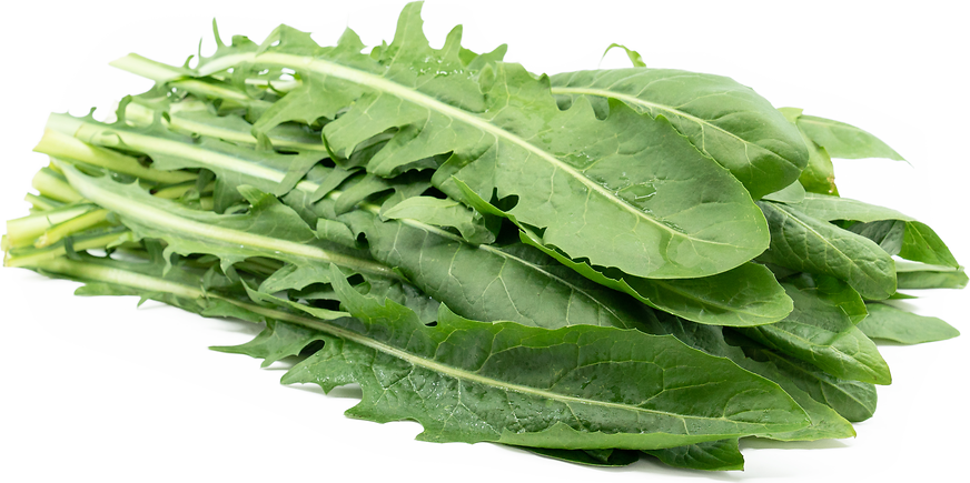 Dandelion Greens Information and Facts