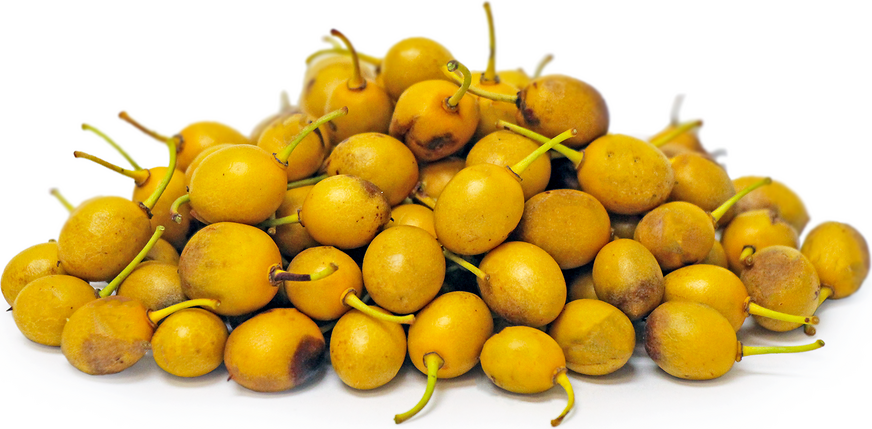 Desert Apricots picture