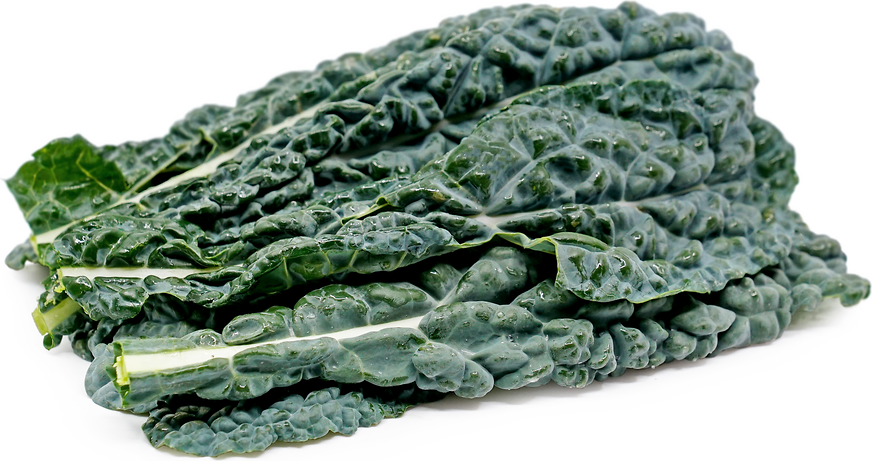 Black Italian Cabbage picture