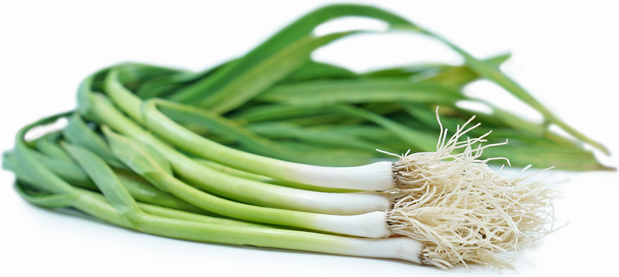 Green Garlic picture