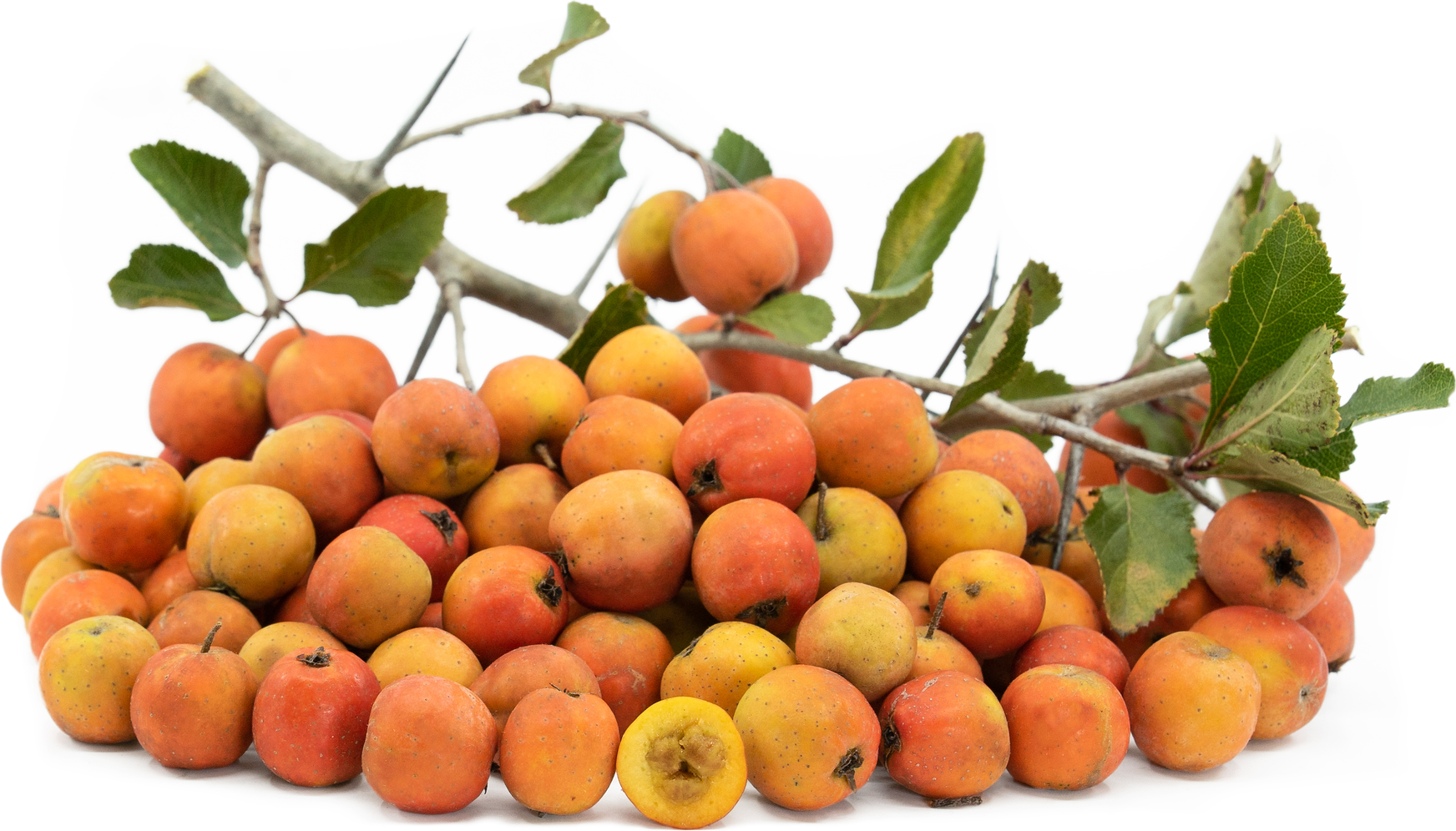 Tejocote Fruits Information, Recipes and Facts