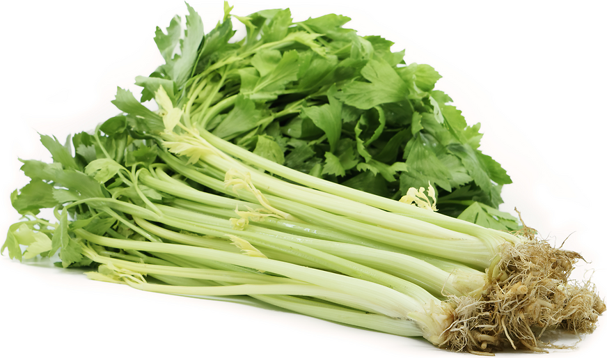 Chinese Celery picture