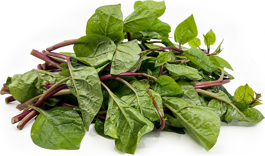 Red Malabar Spinach Information and Facts