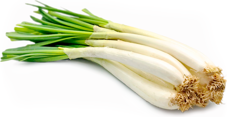 Calcot Onions picture