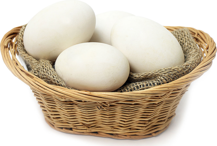 Goose Eggs Information, Recipes and Facts