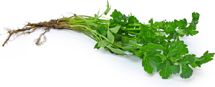 Foraged Wild Celery picture