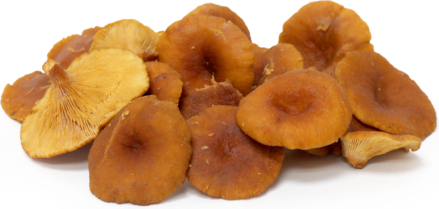 Candy Cap Mushrooms picture