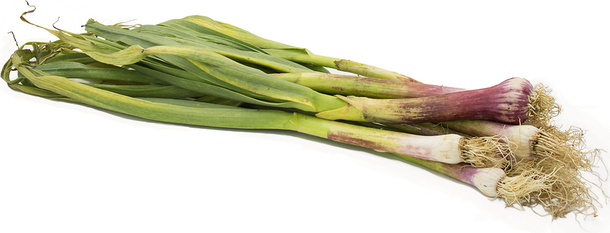 Green Garlic picture