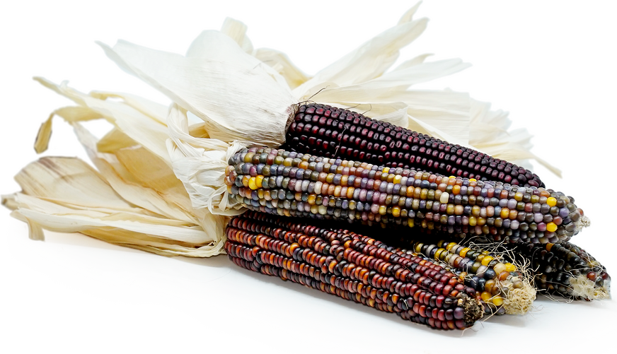 Ornamental Indian Corn picture
