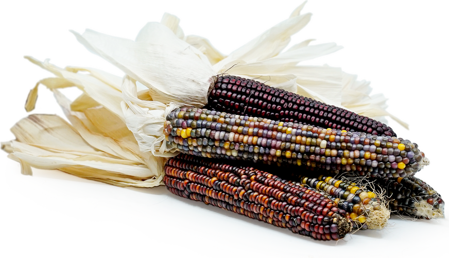 Download Ornamental Indian Corn Information, Recipes and Facts